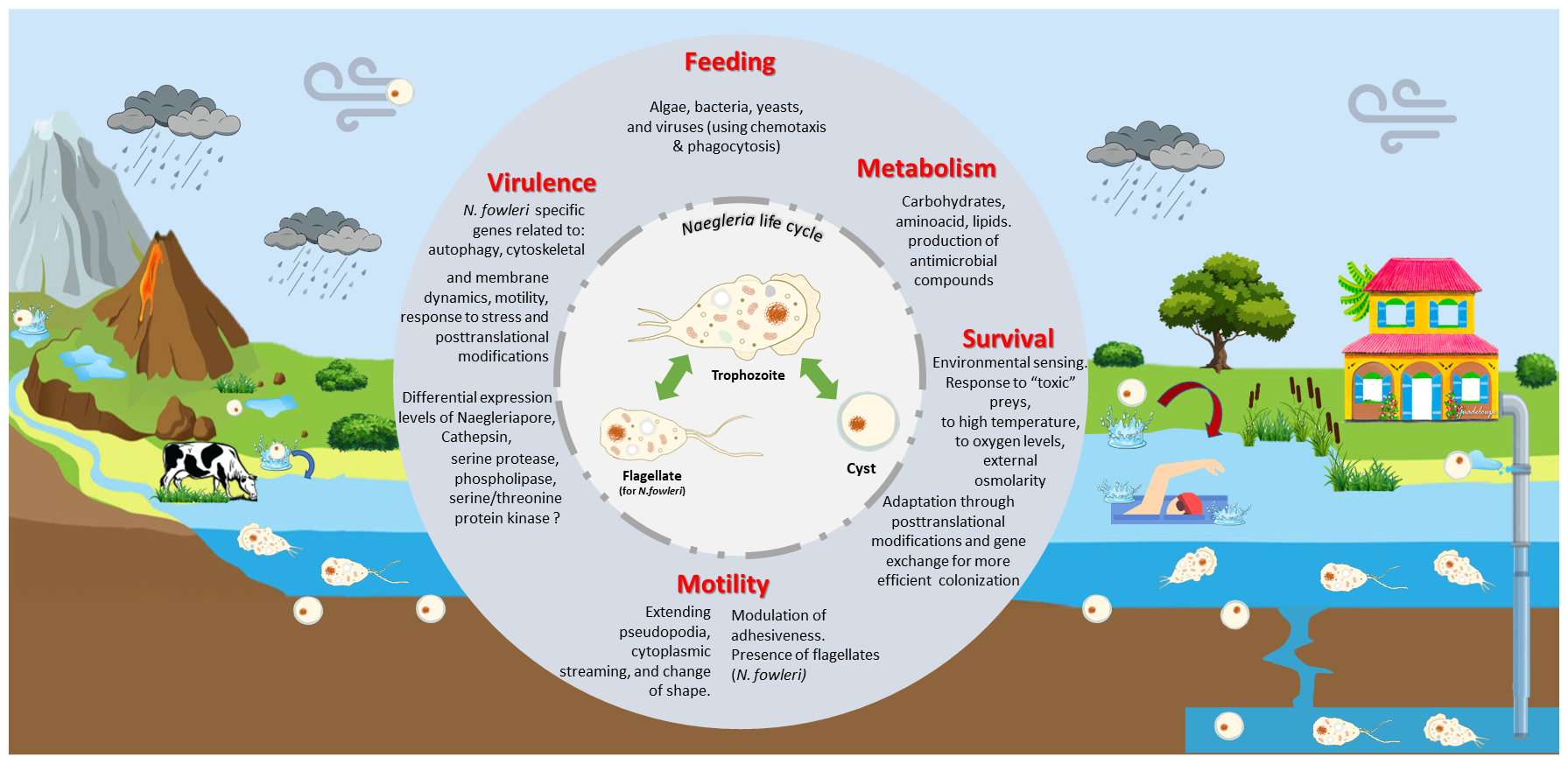 Naegleria life cycle and biology