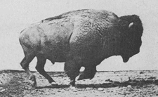 Buffalo or Bison