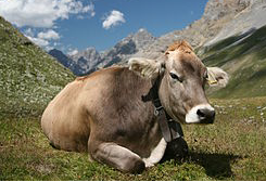 Cattle