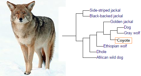 Coyote