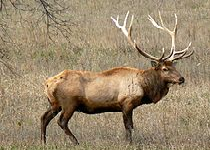 Elk