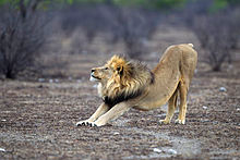 Lion