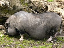 Pot-bellied pig.