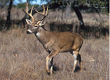 white_tailed_deer